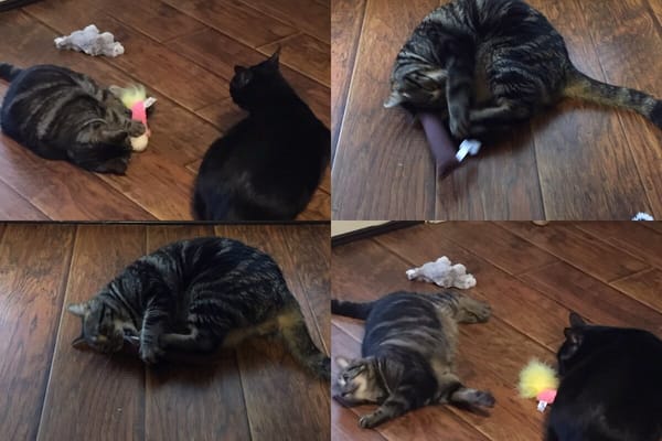 pawpack cats review