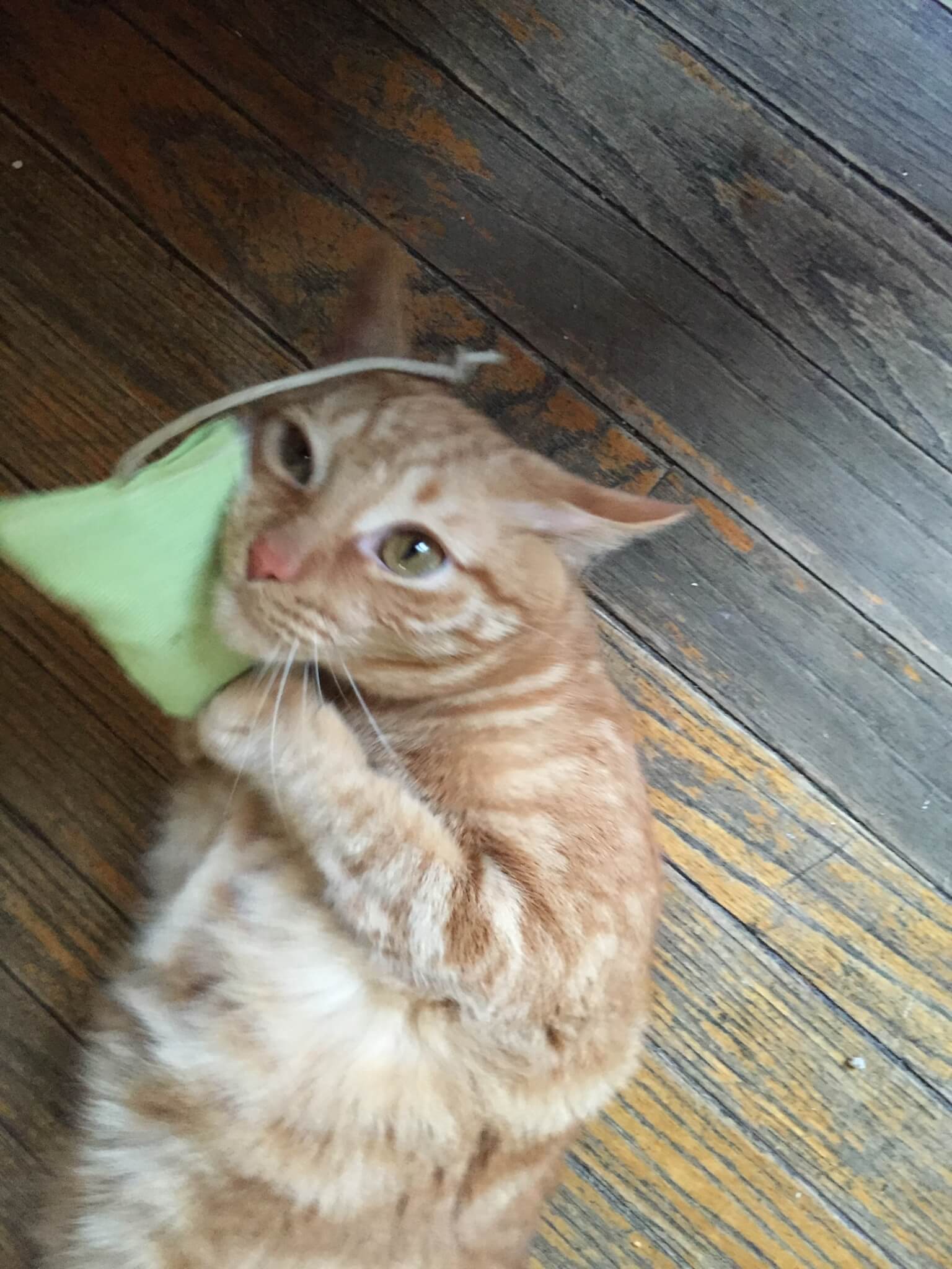 April 2015 PetGiftBox Review + Half Off Coupon – Subscription Box for Cats or Dogs