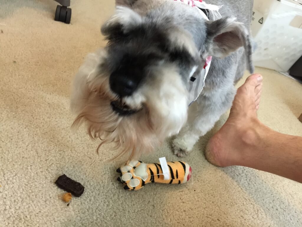 PupJoy July 2015 Dog Subscription Box Review