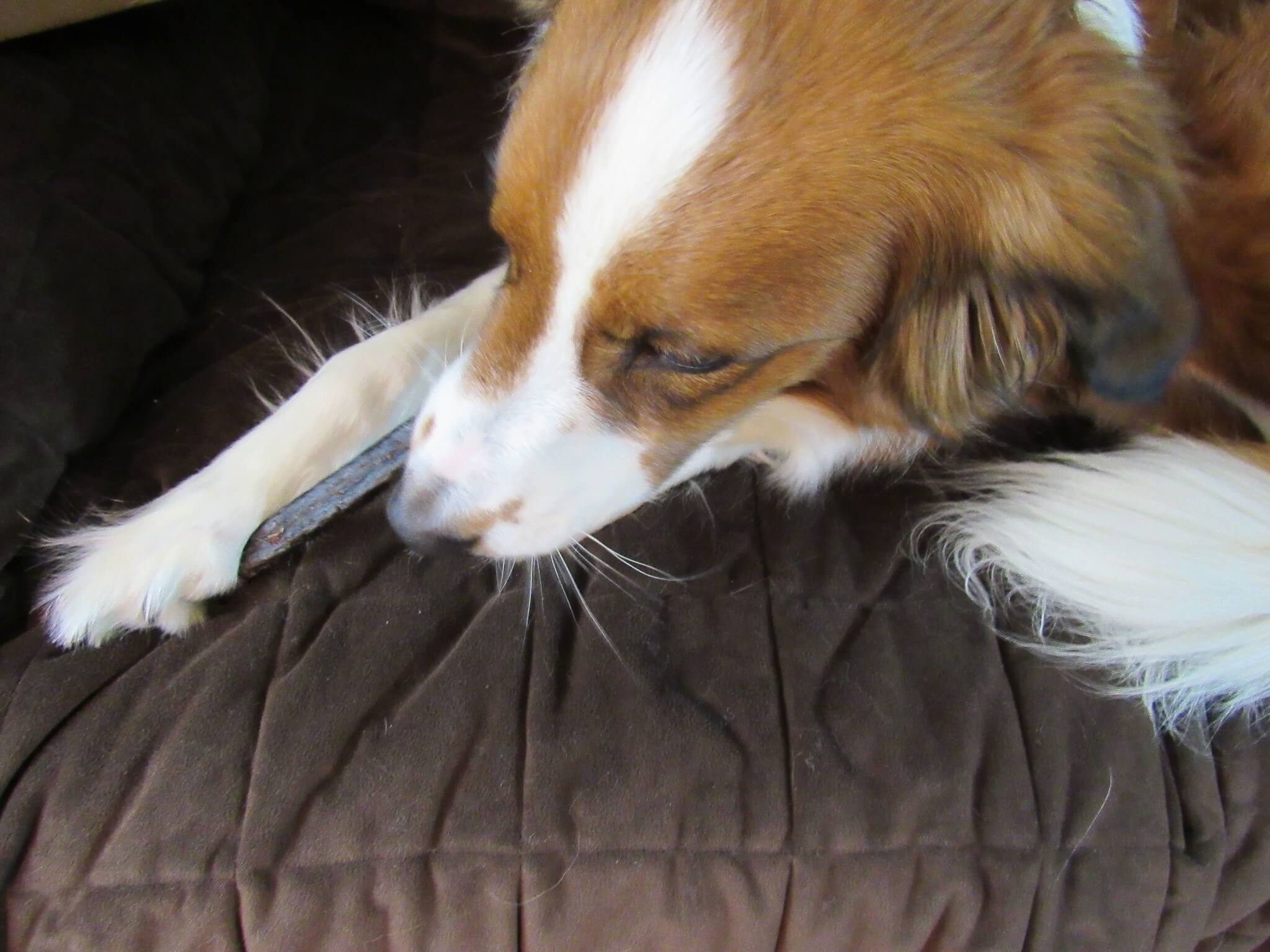 barkboxl011612