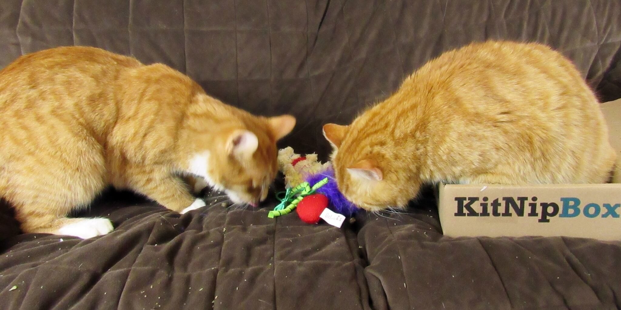 Puss in Boots and Garfield