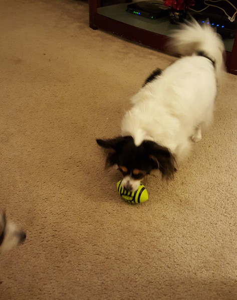 pawpack january 2016 20160205_211620