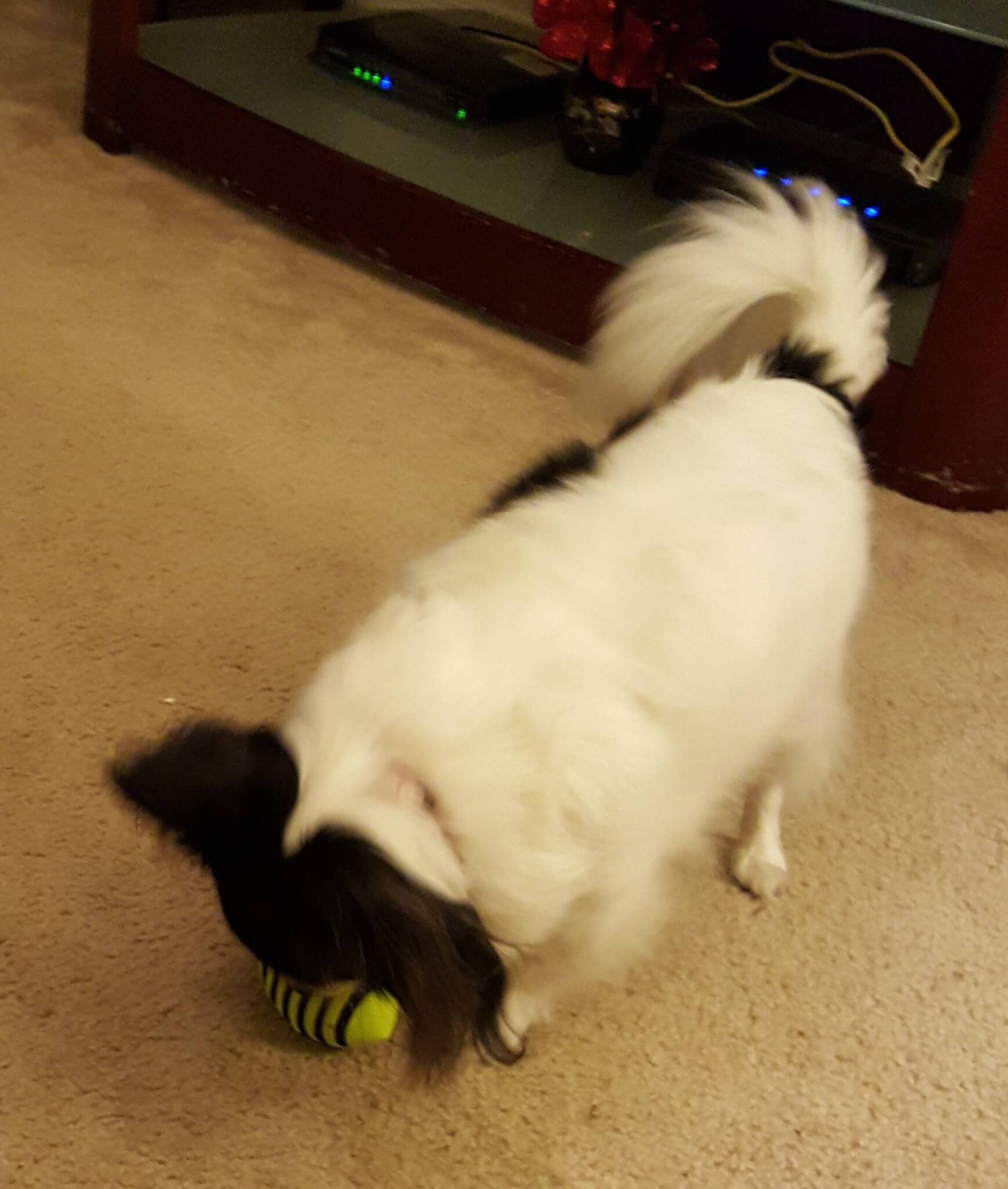 pawpack january 2016 20160205_211617
