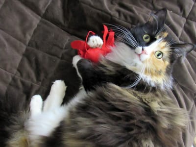 Dearest Whiskers Cat Subscription Box Review – March 2016