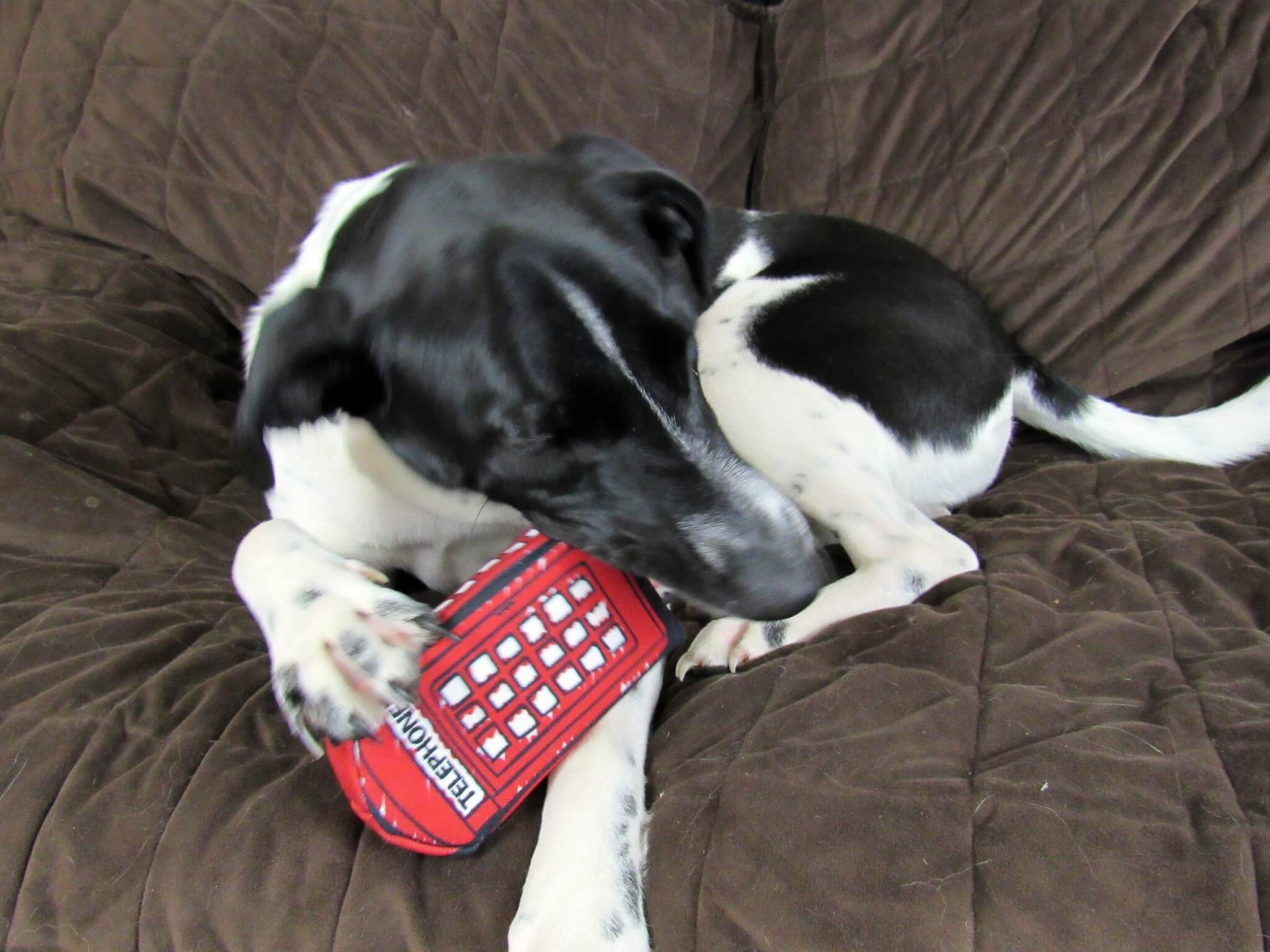 Odie is playing with the Telephone Booth.