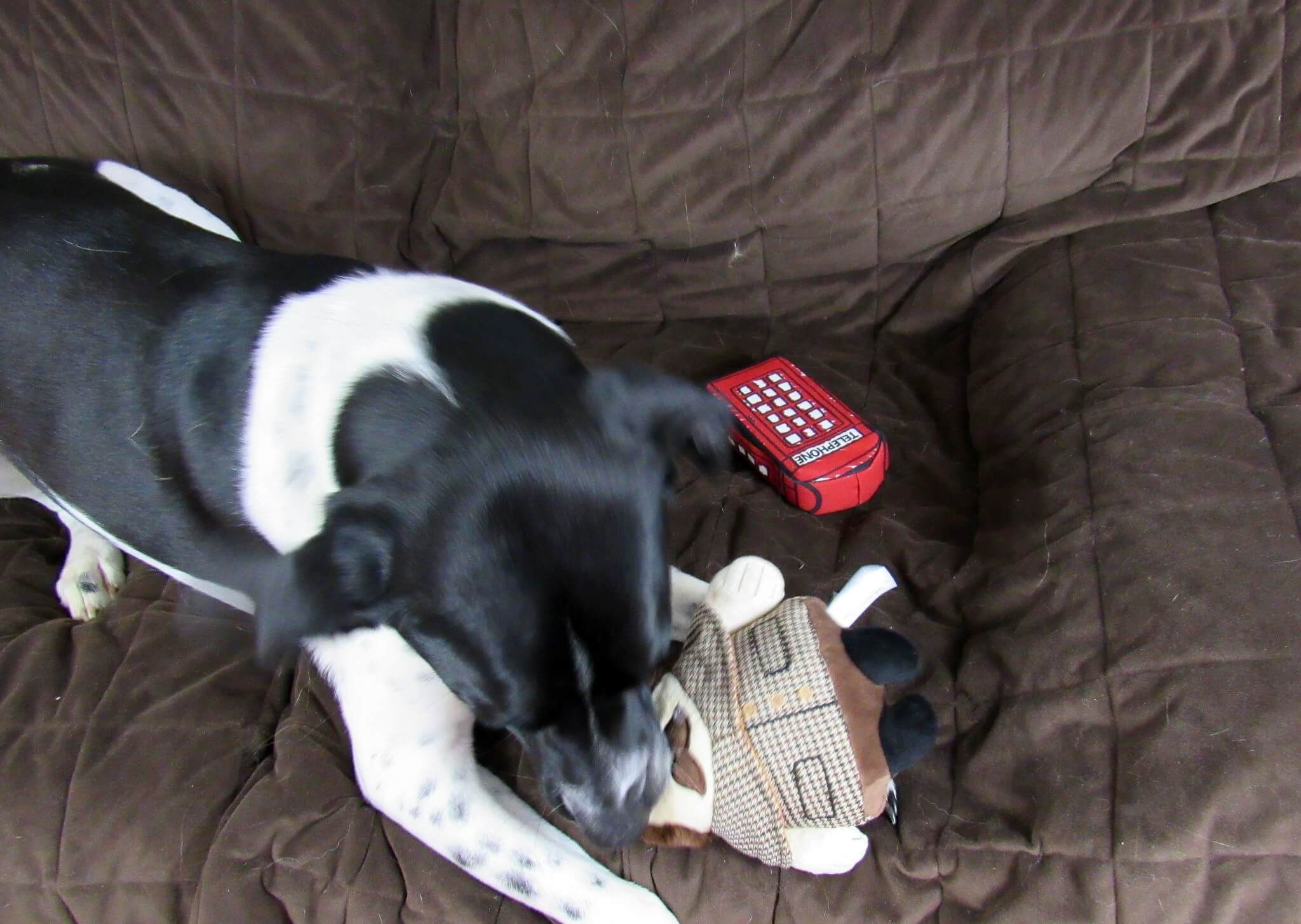 Odie is playing with Sherlock Bones