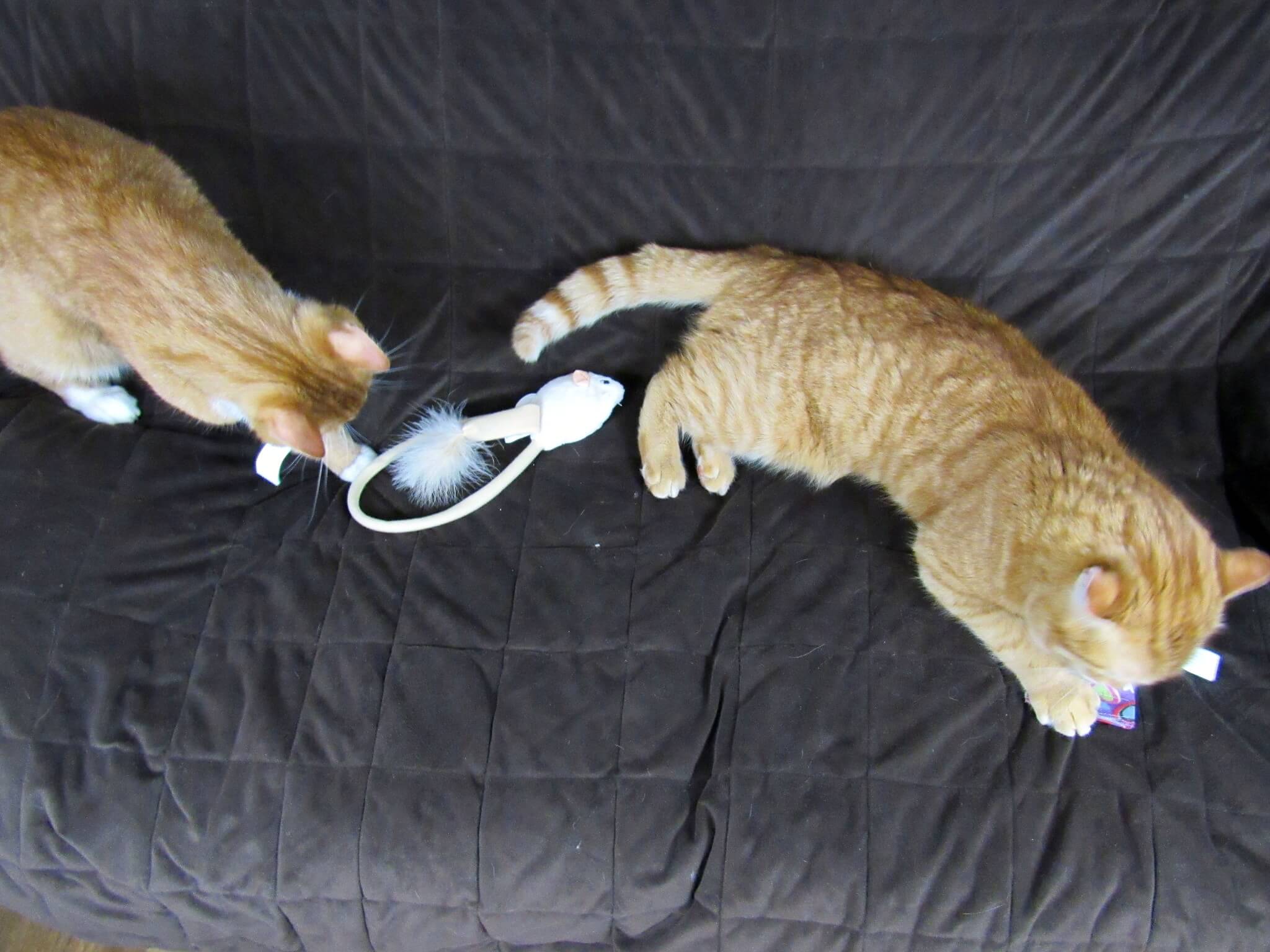Puss in Boots and Garfield