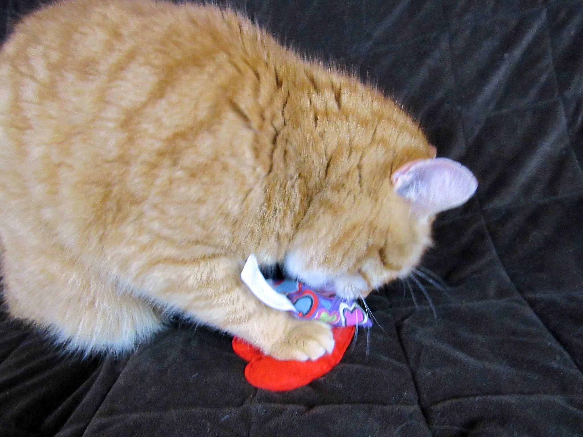 Garfield