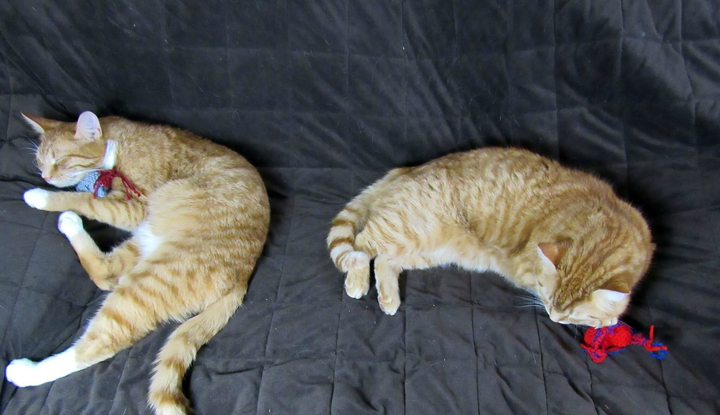 Puss in Boots and Garfield