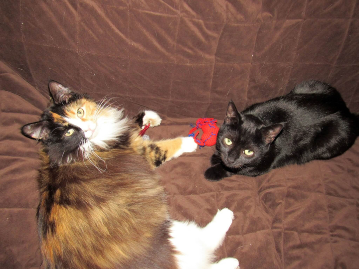 Whiskers and Midna