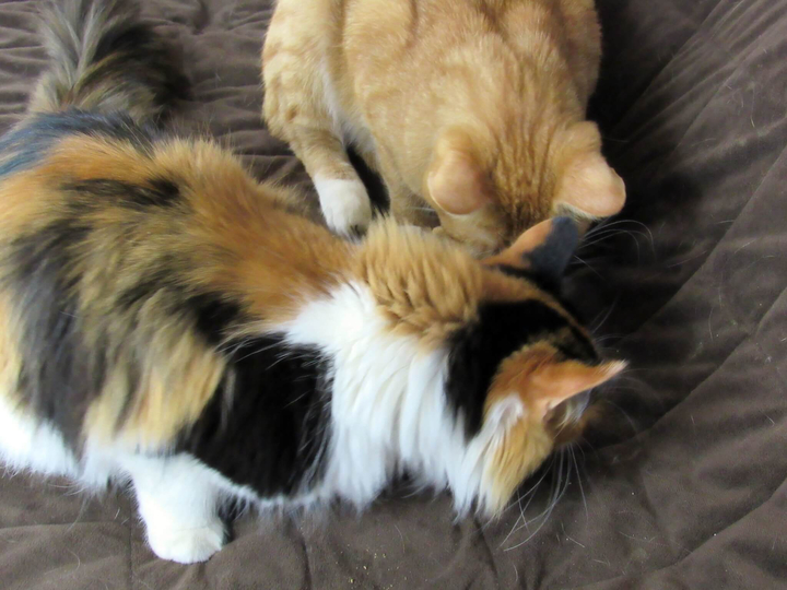 Puss in Boots and Zelda