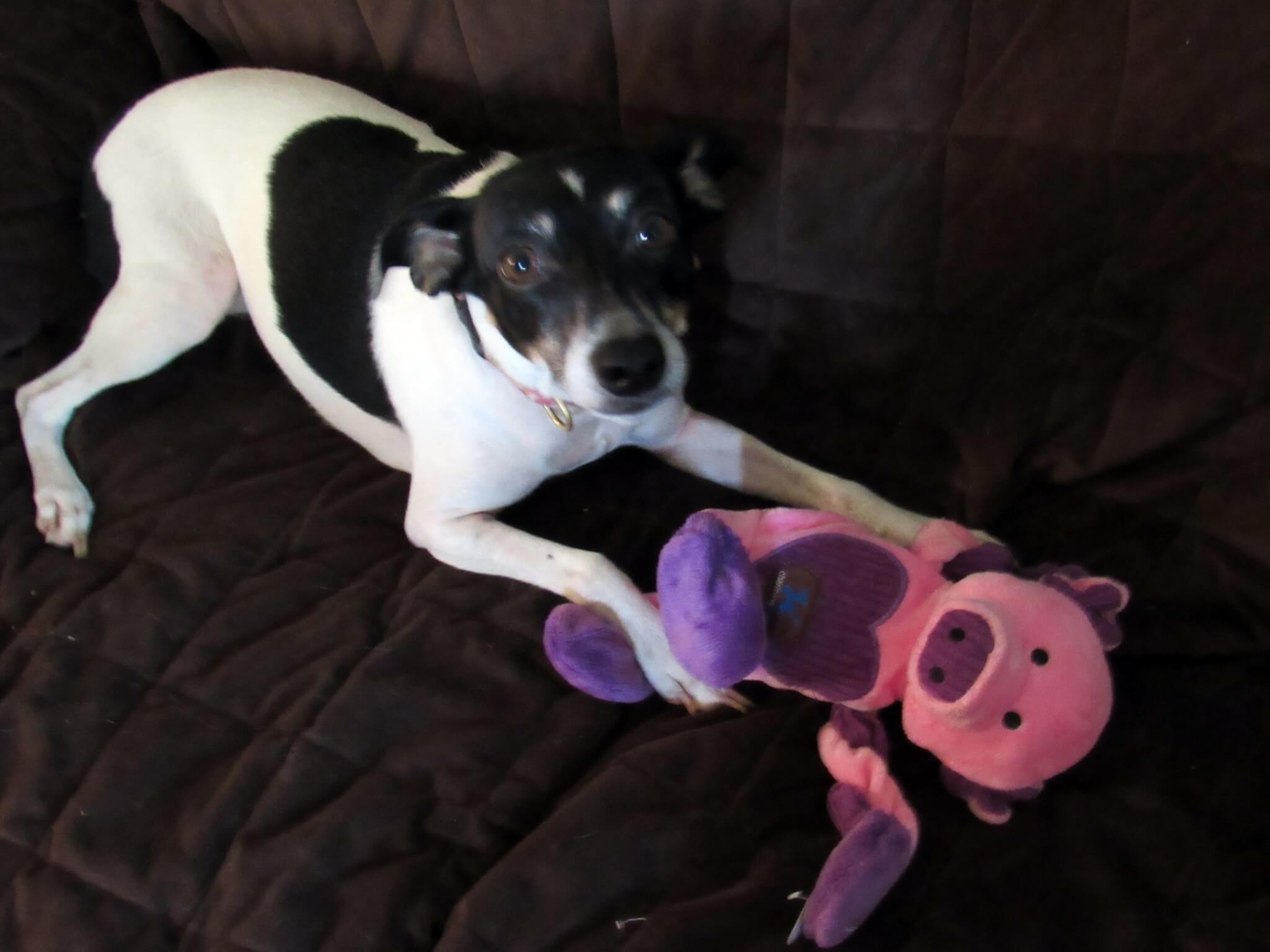 I am not going to destroy the toy!