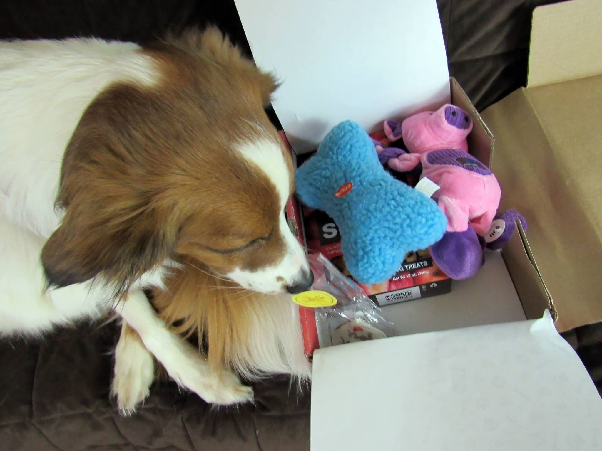 Daisy checking out the box