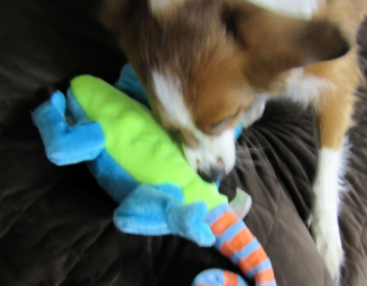 Checking it out for Odie