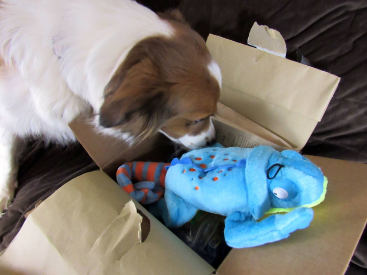 Daisy is checking out the box.