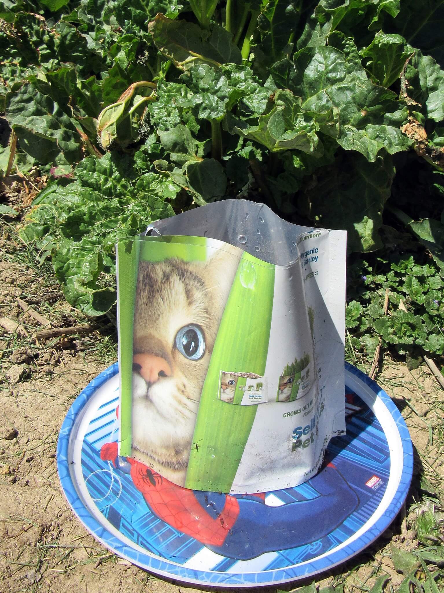 Rhubarb is growing in the background.