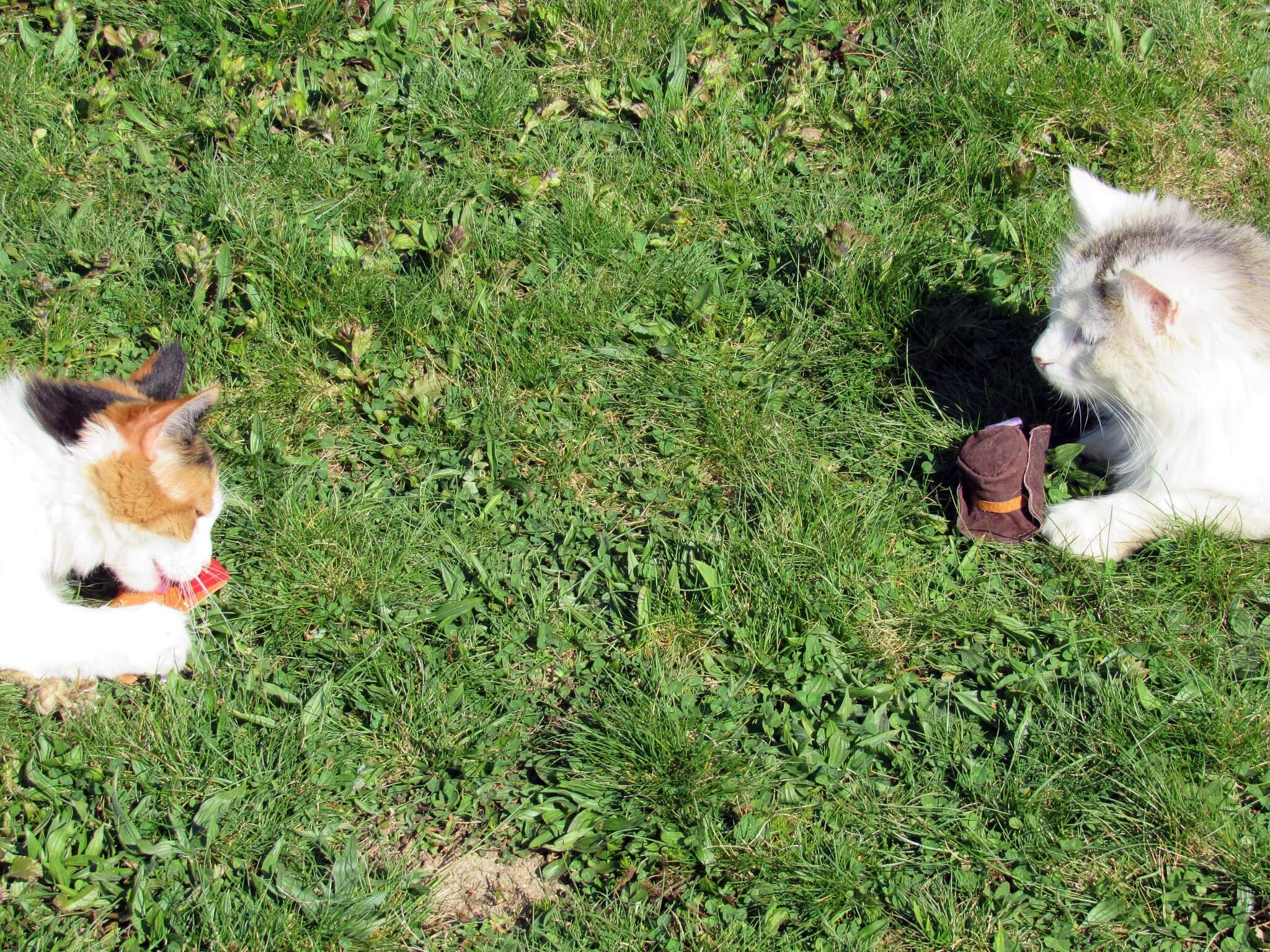 Zelda and Little Lamb
