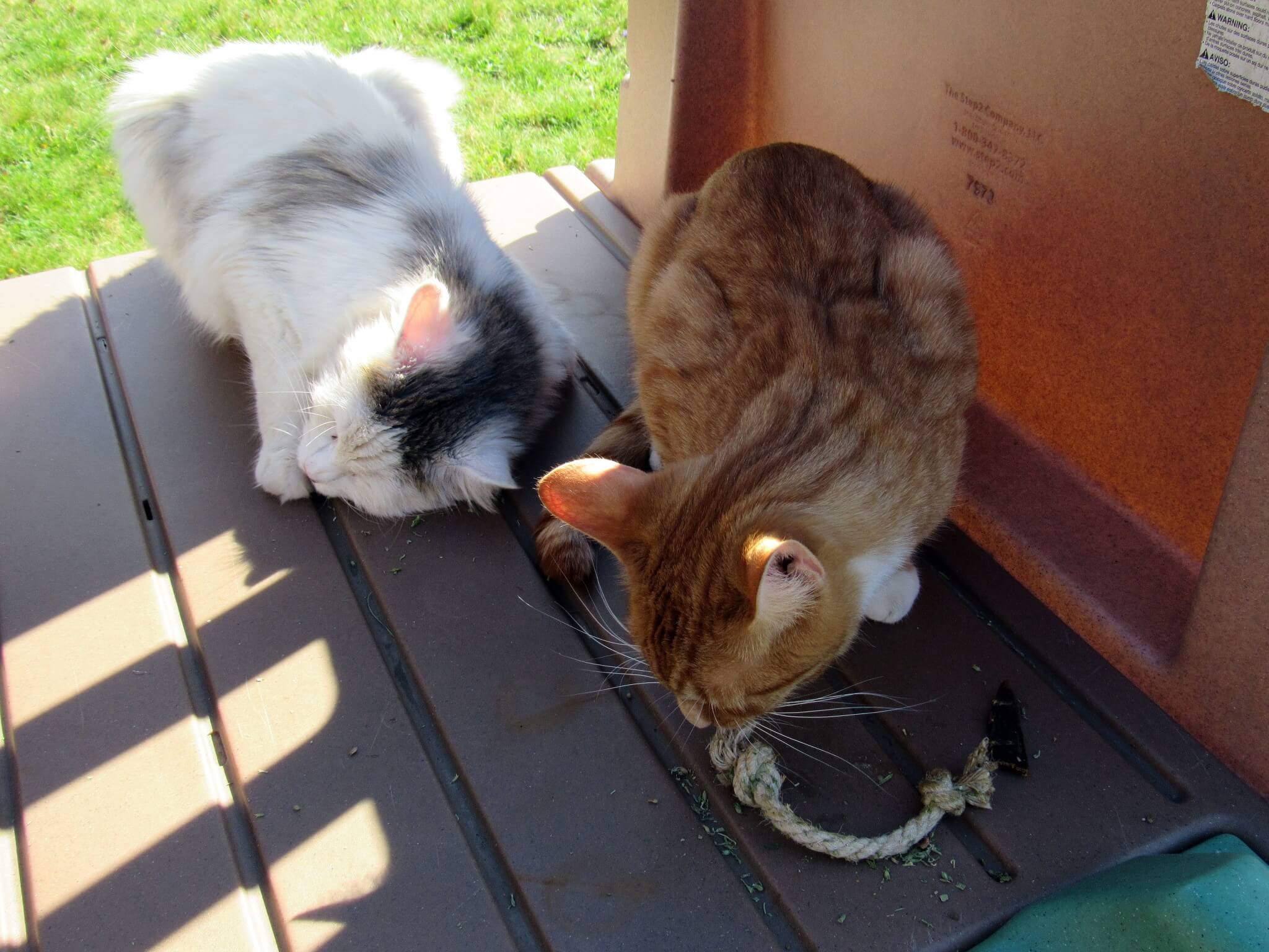 Little Lamb and Puss in Boots