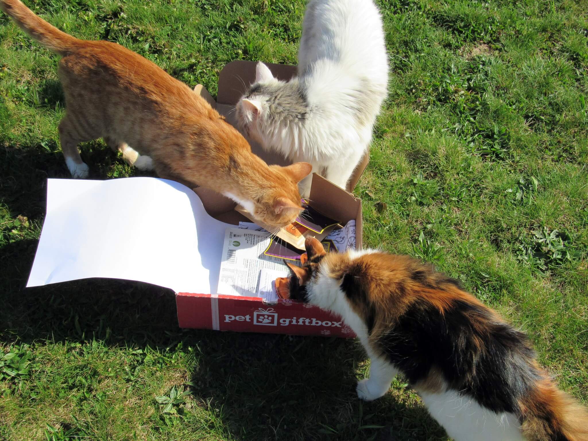 Puss in Boots, Zelda, and Little Lamb