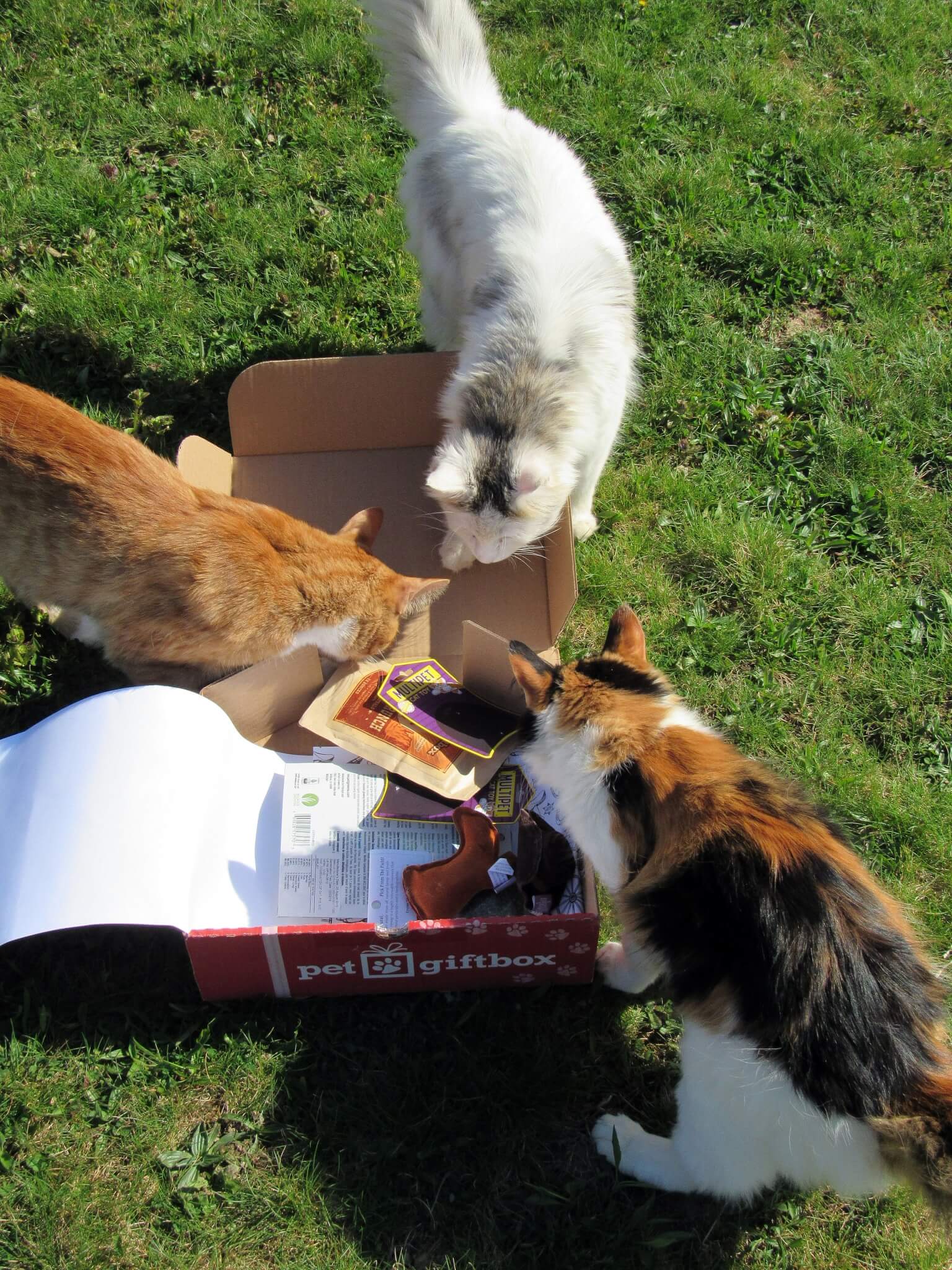 April 2016 PetGiftBox Cat Subscription Box Review + 50% Off Coupon