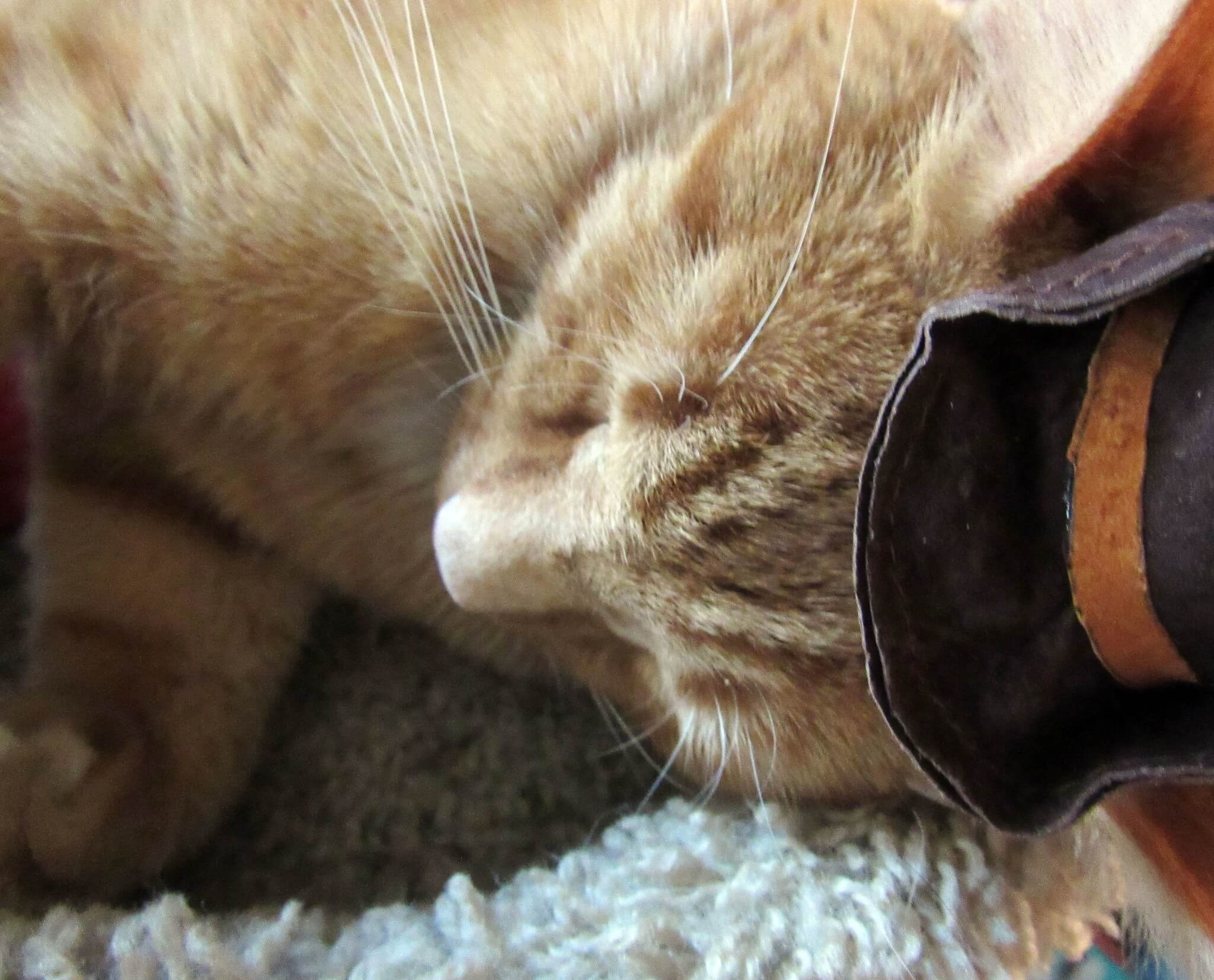 Puss in Boots