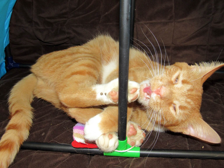 Puss in Boots