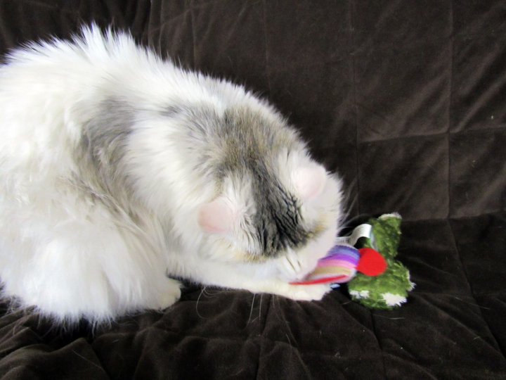 Little Lamb playing