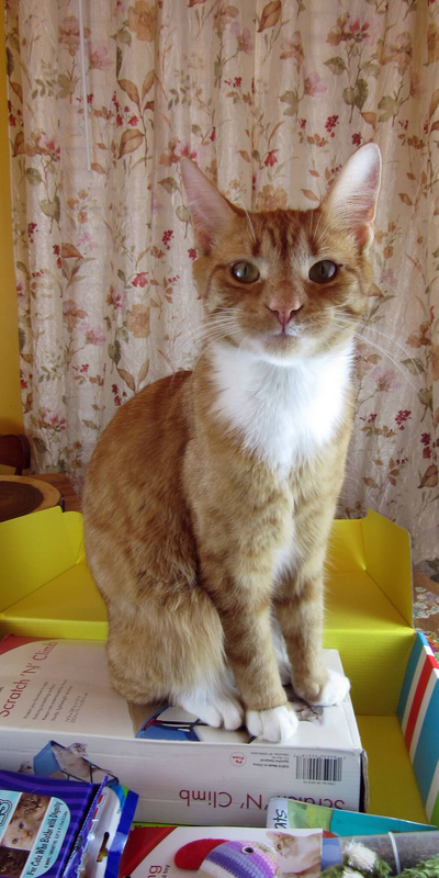 Puss in Boots