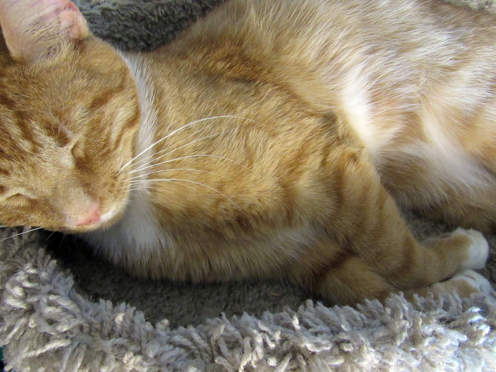 Puss in Boots