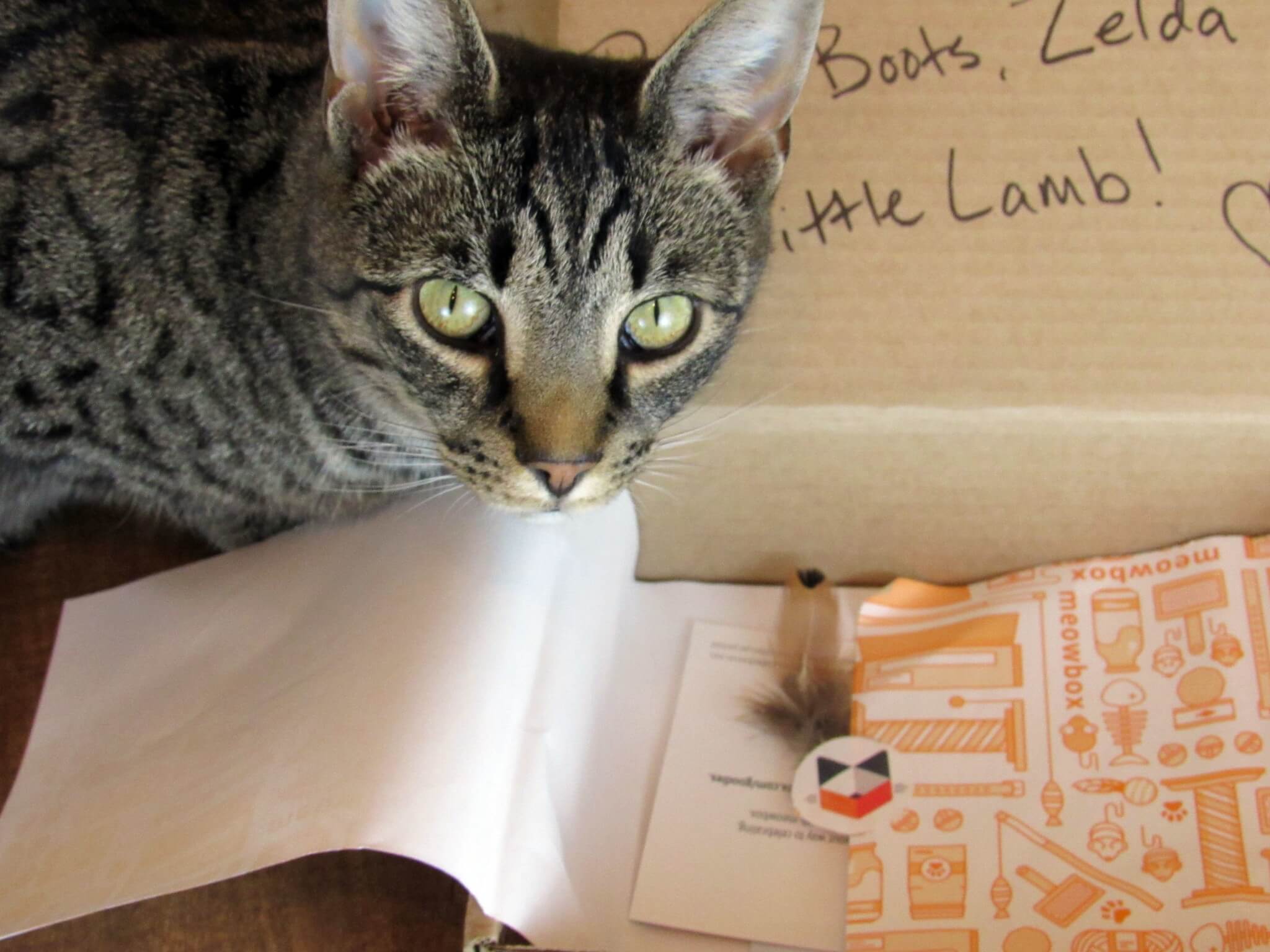 May 2016 Meowbox Subscription Box Review & Coupon