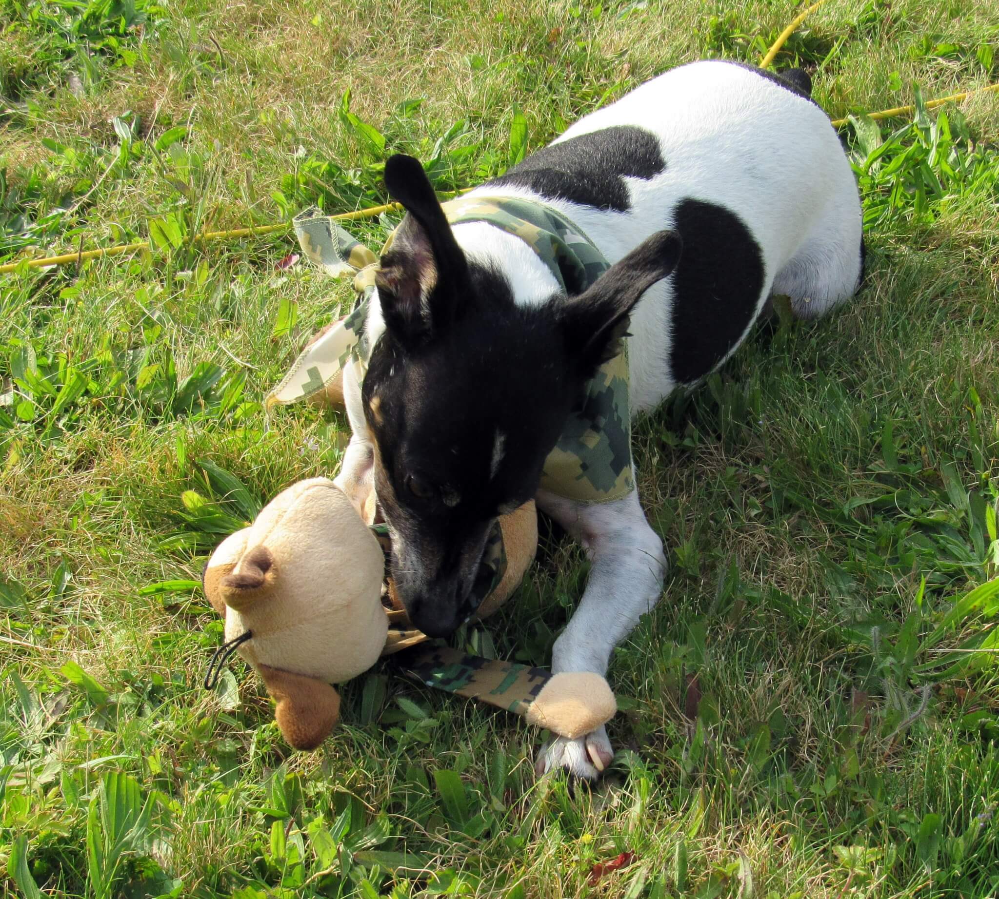 Loves to chew on her toys