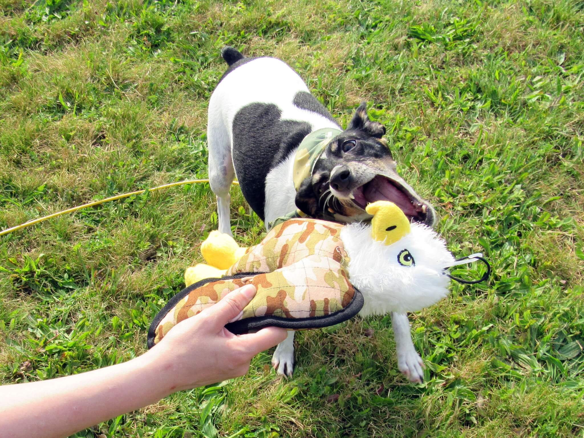 Bella - Mini Rat Terrier