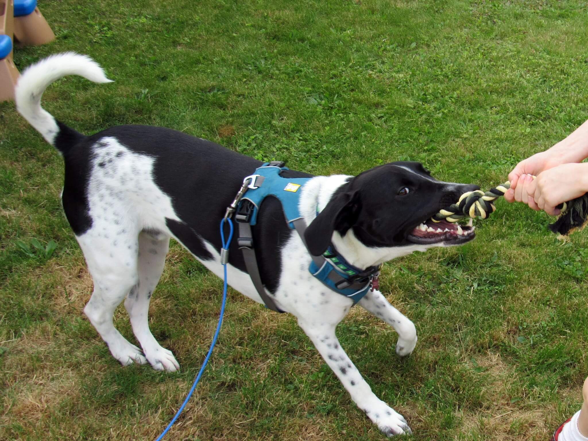 Odie playing tug of war