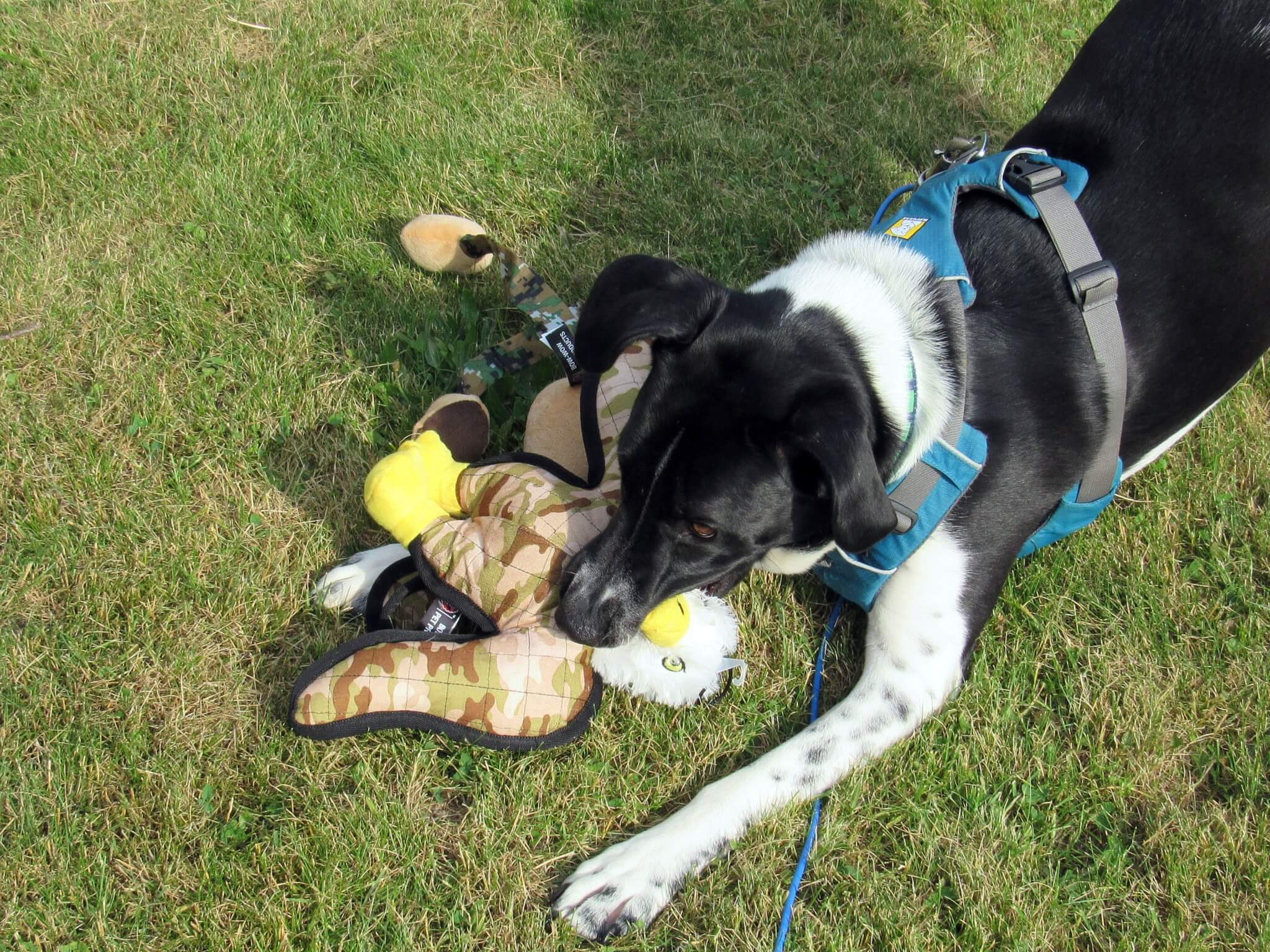 Which Toy?