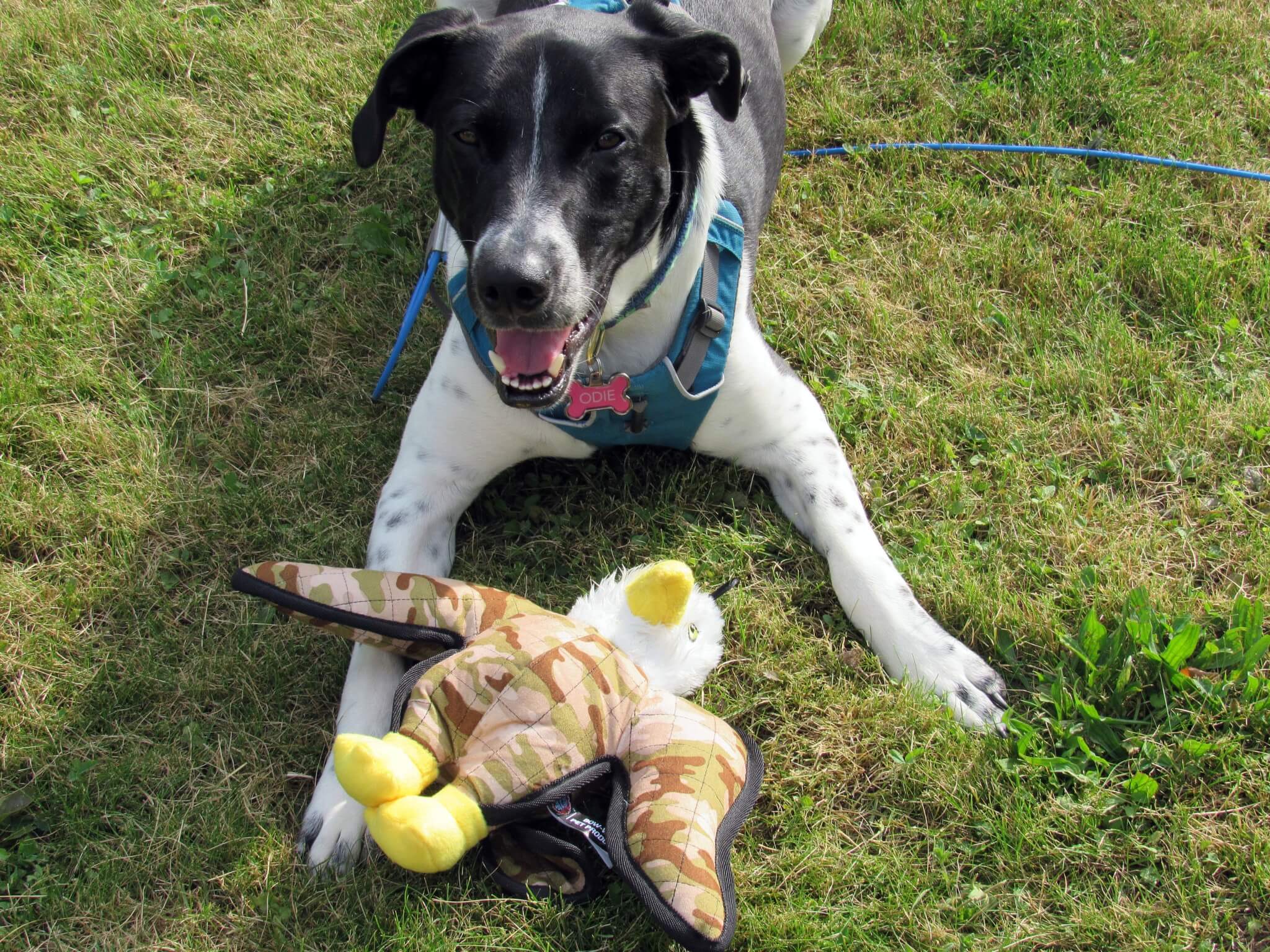 Happy doggy!