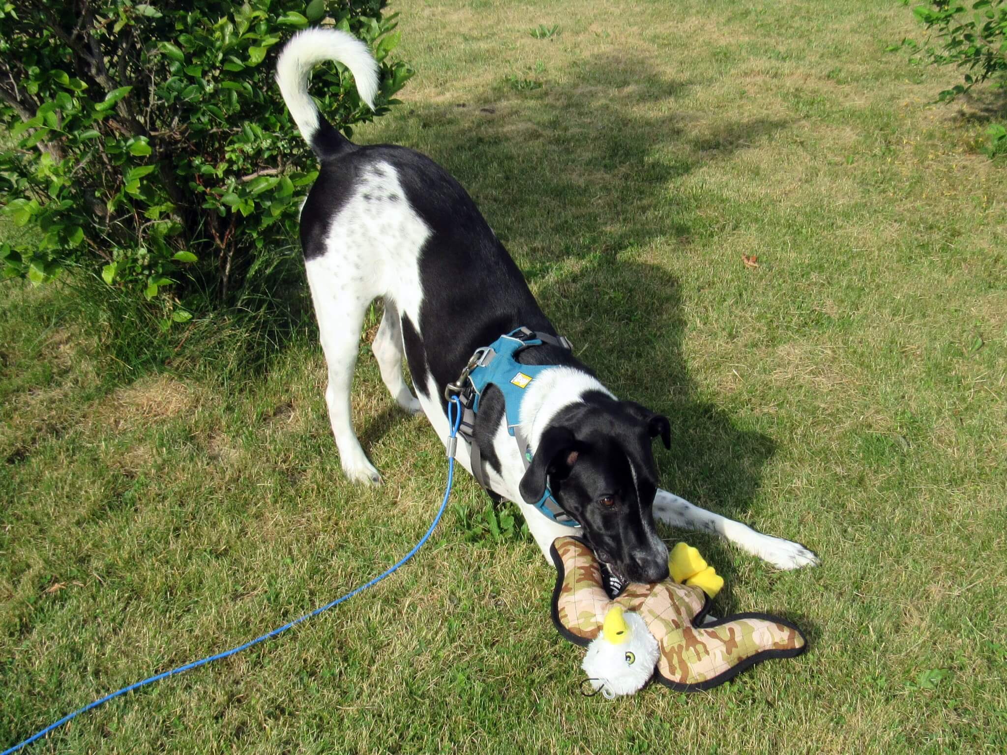 Odie - Borader aka half Border Collie and Half Labrador Retriever