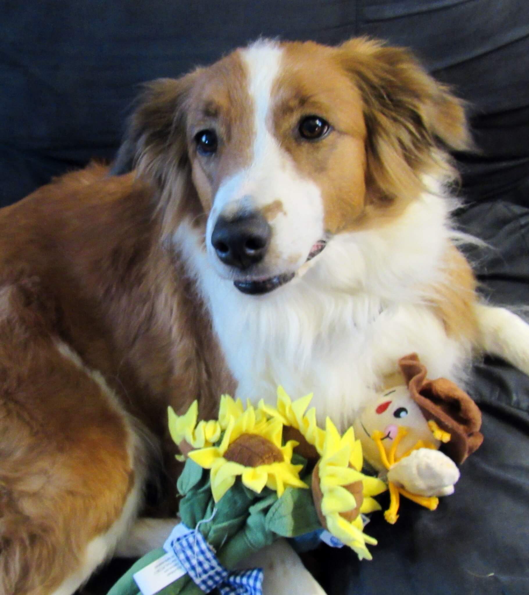 Daisy