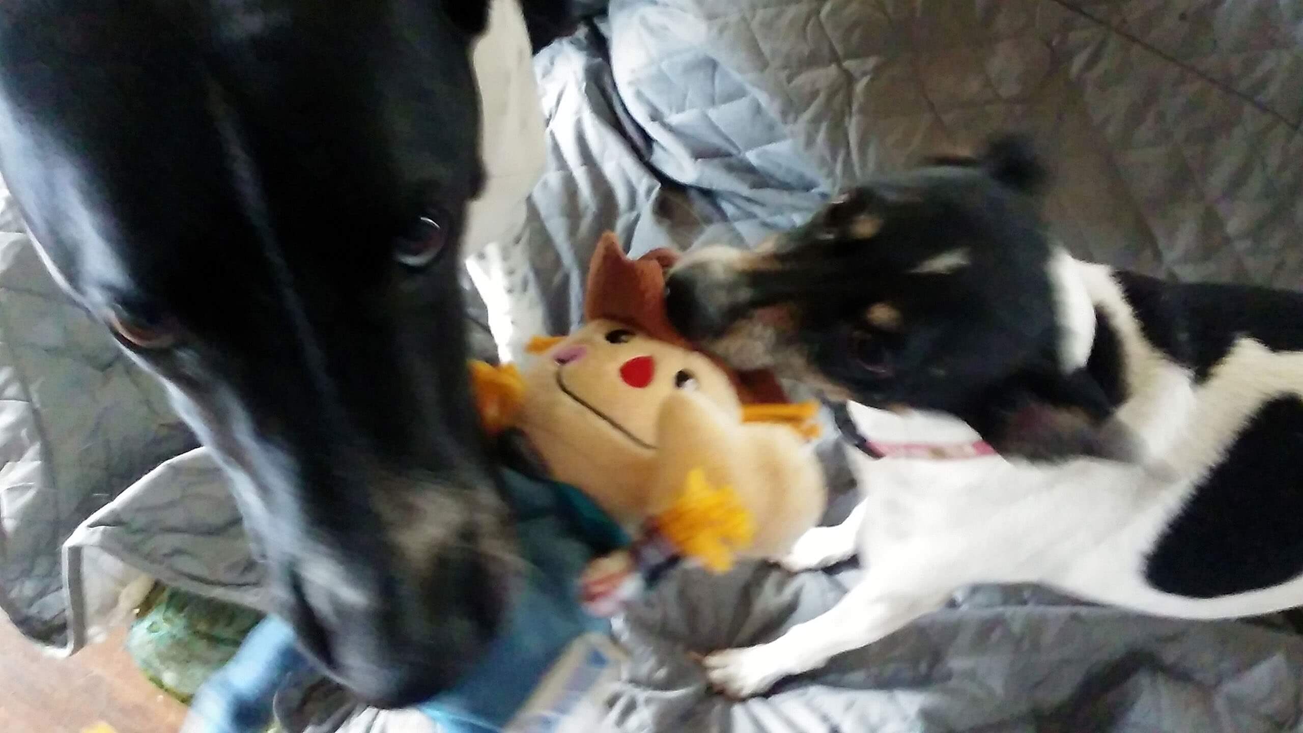 Odie and Bella