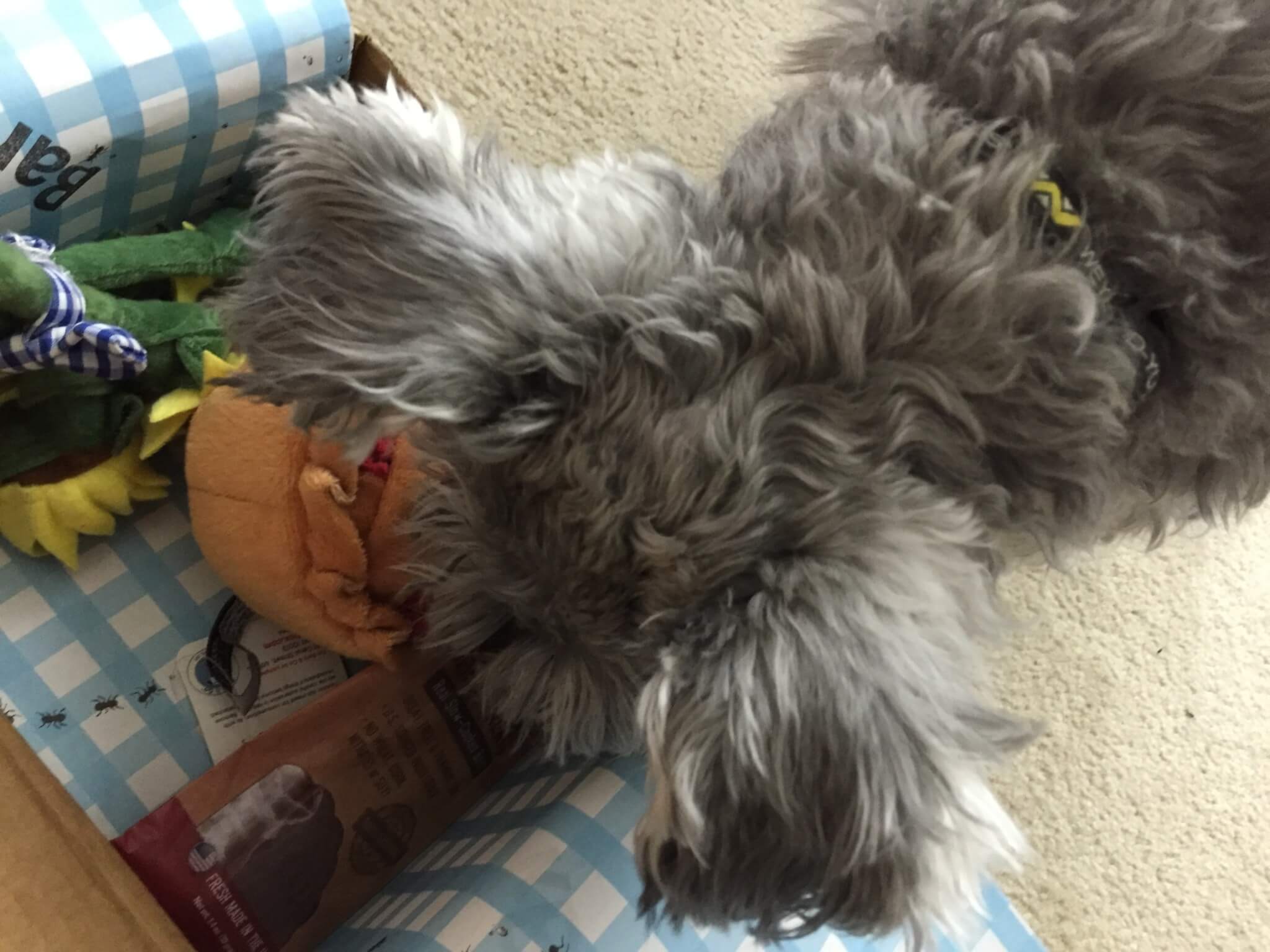 BarkBox May 2016 (7)