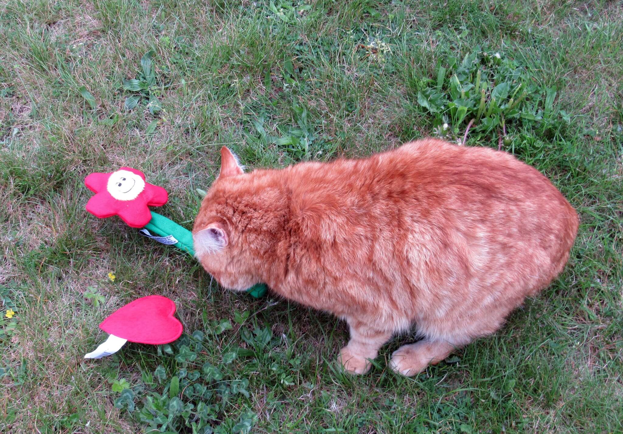 Garfield