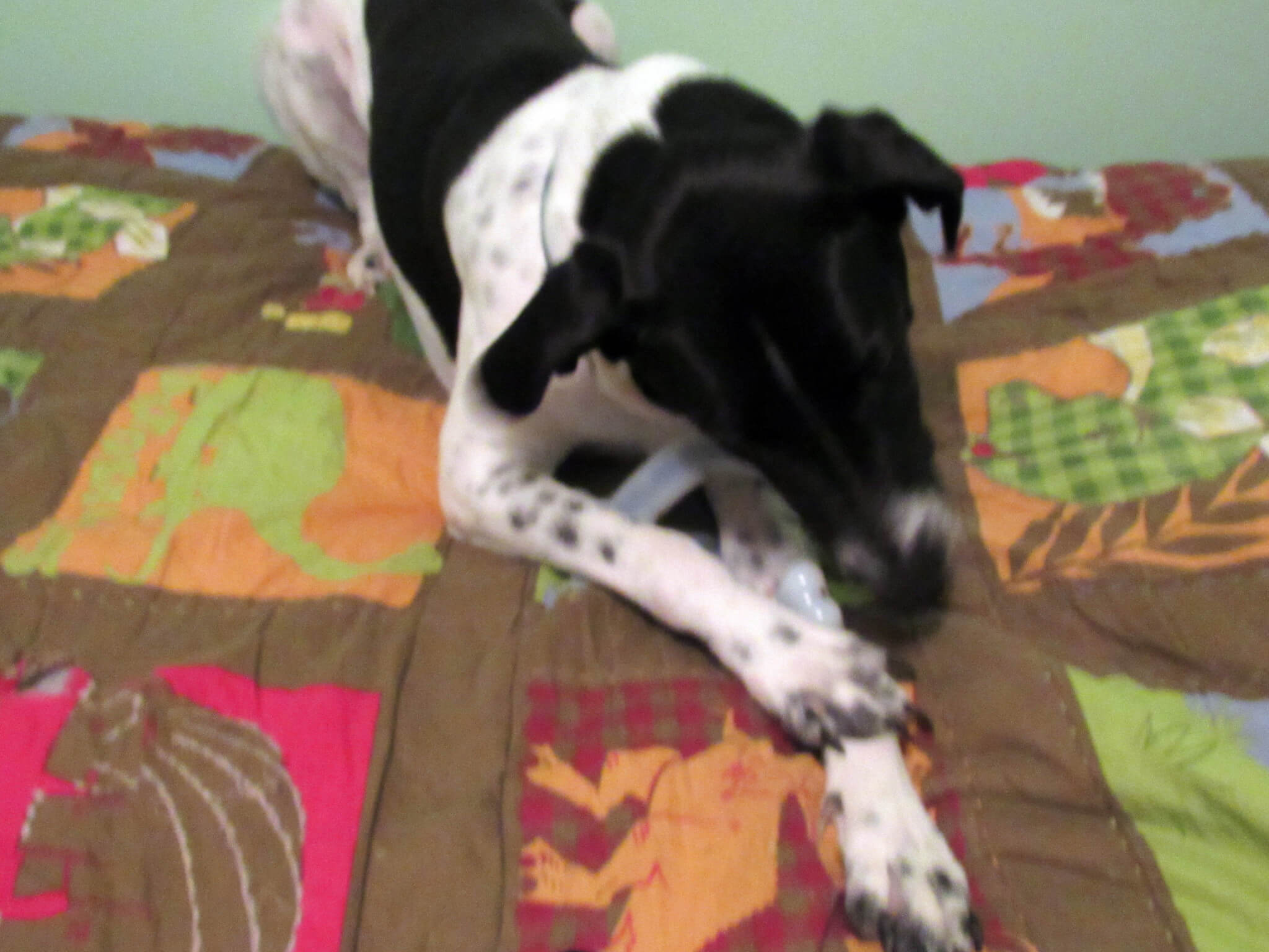 Odie