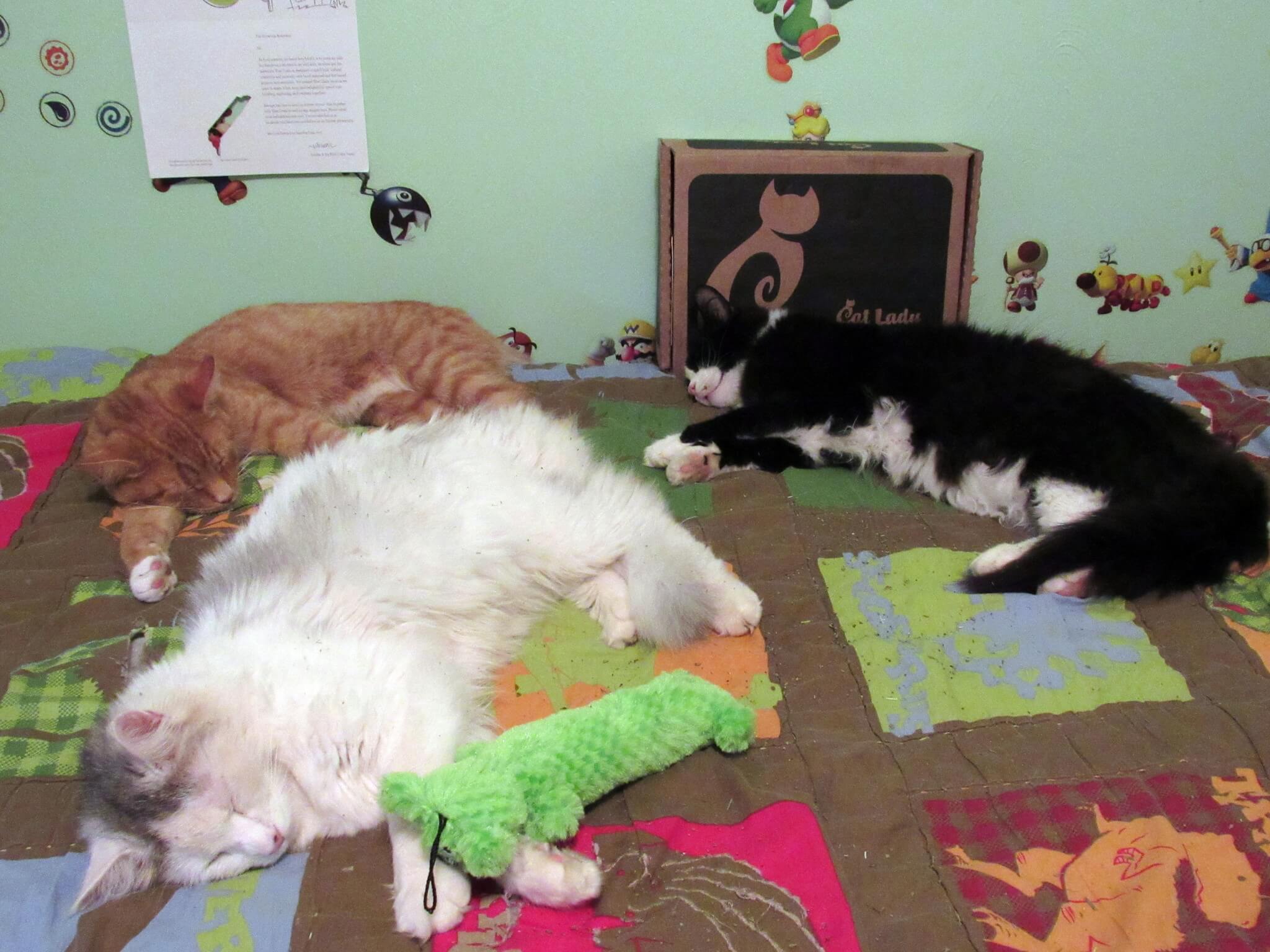 Konked out from the catnip