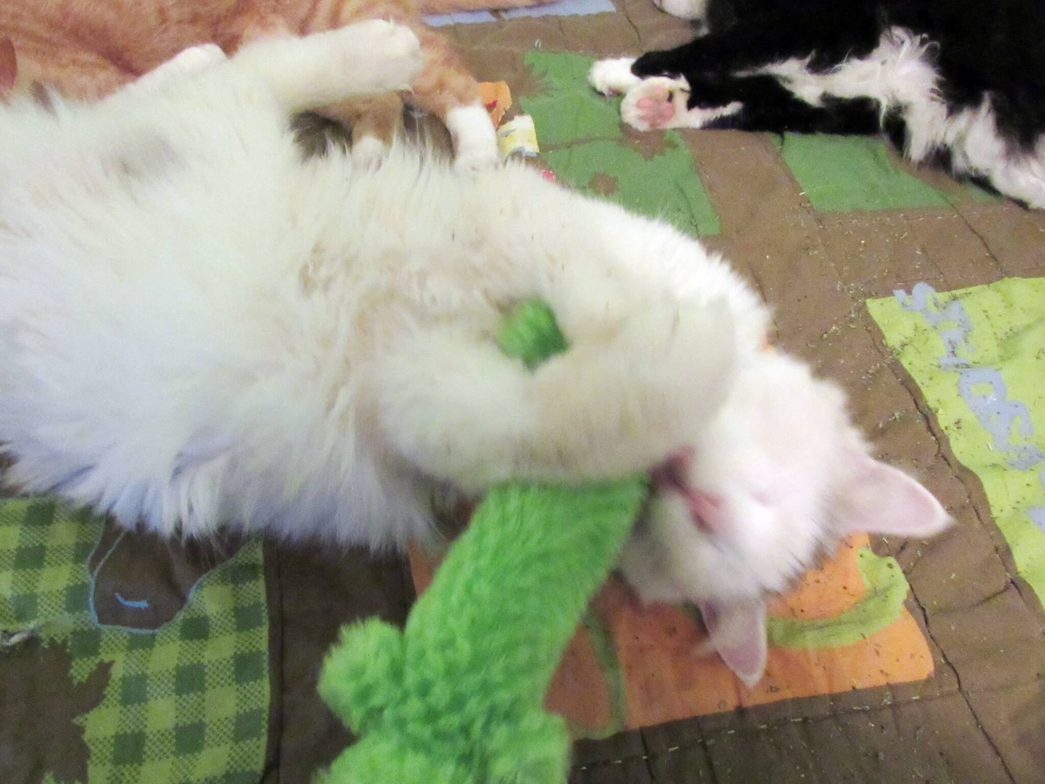 I love to play!