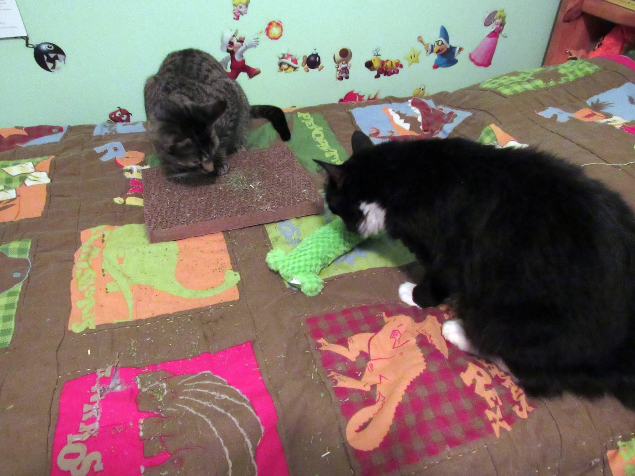 Bramble and Sylvester