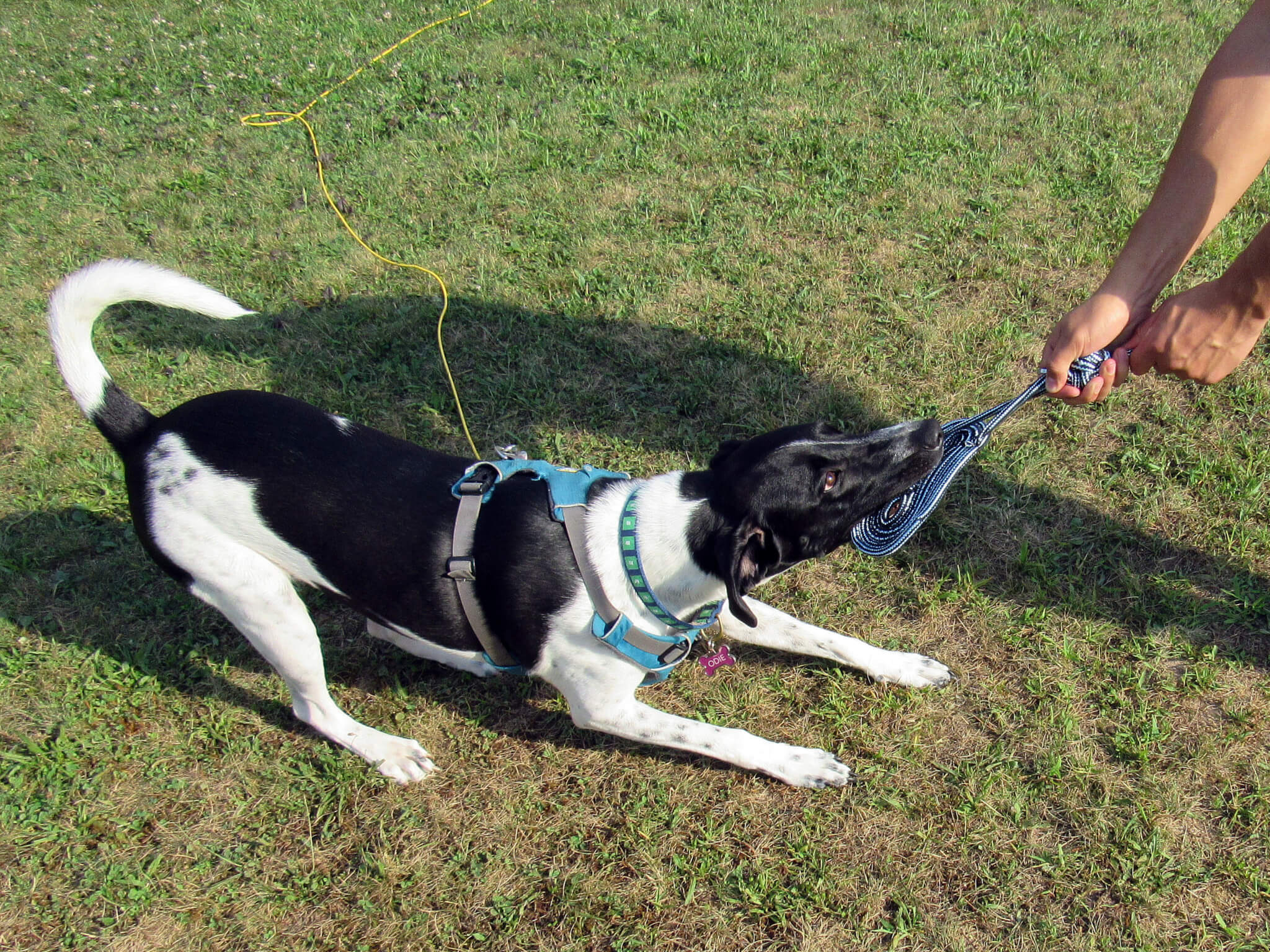 Odie - half Border Collie/half Labrador Retriever 