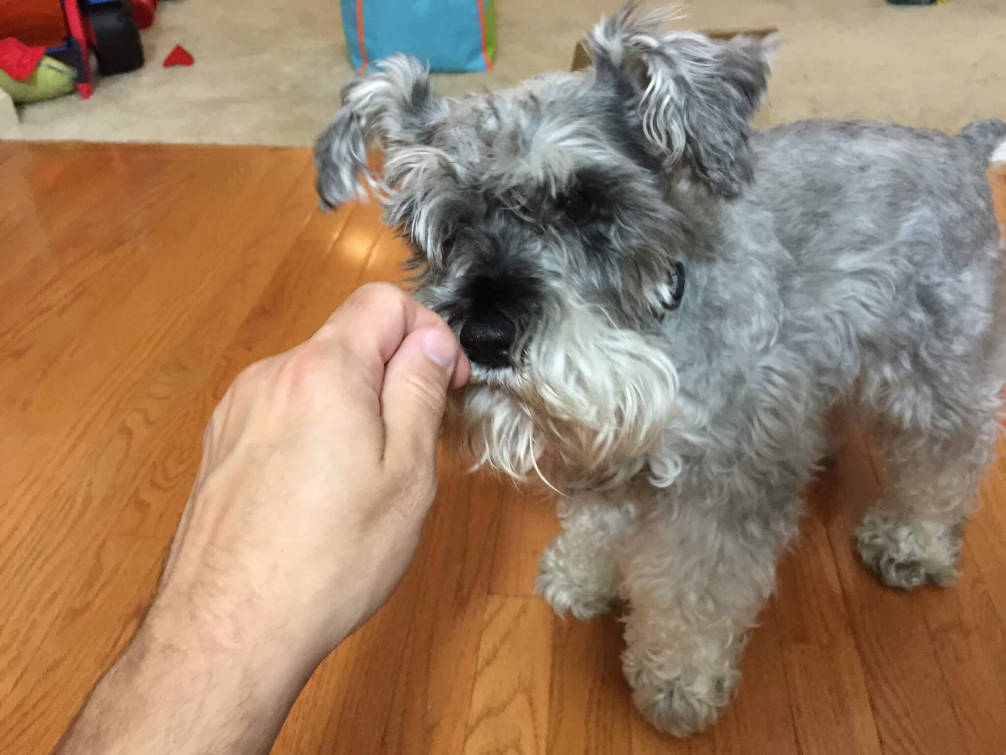 BarkBox July 2016 (9)