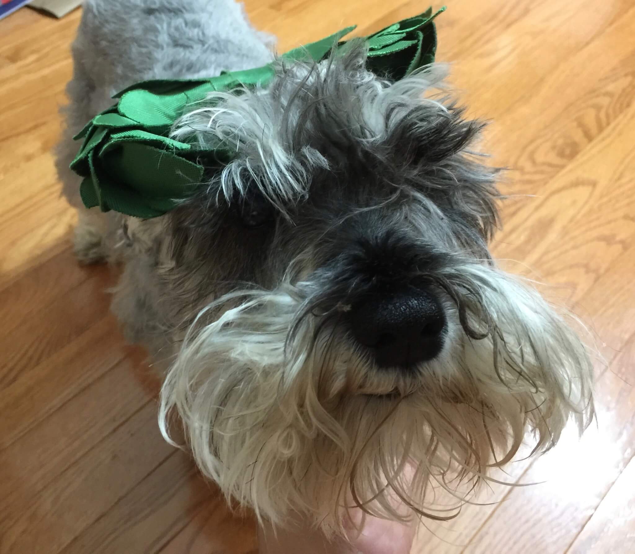 BarkBox July 2016 (8)