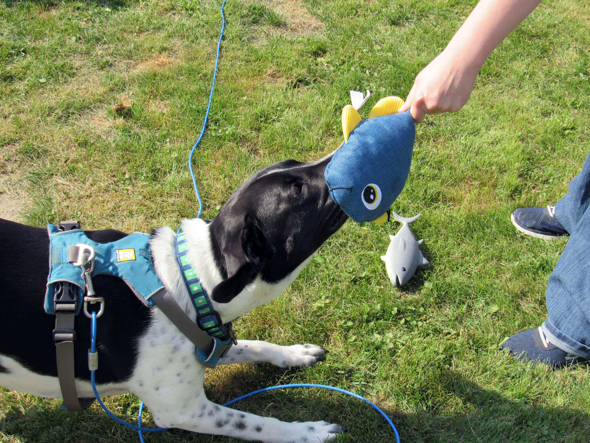 Tug of War