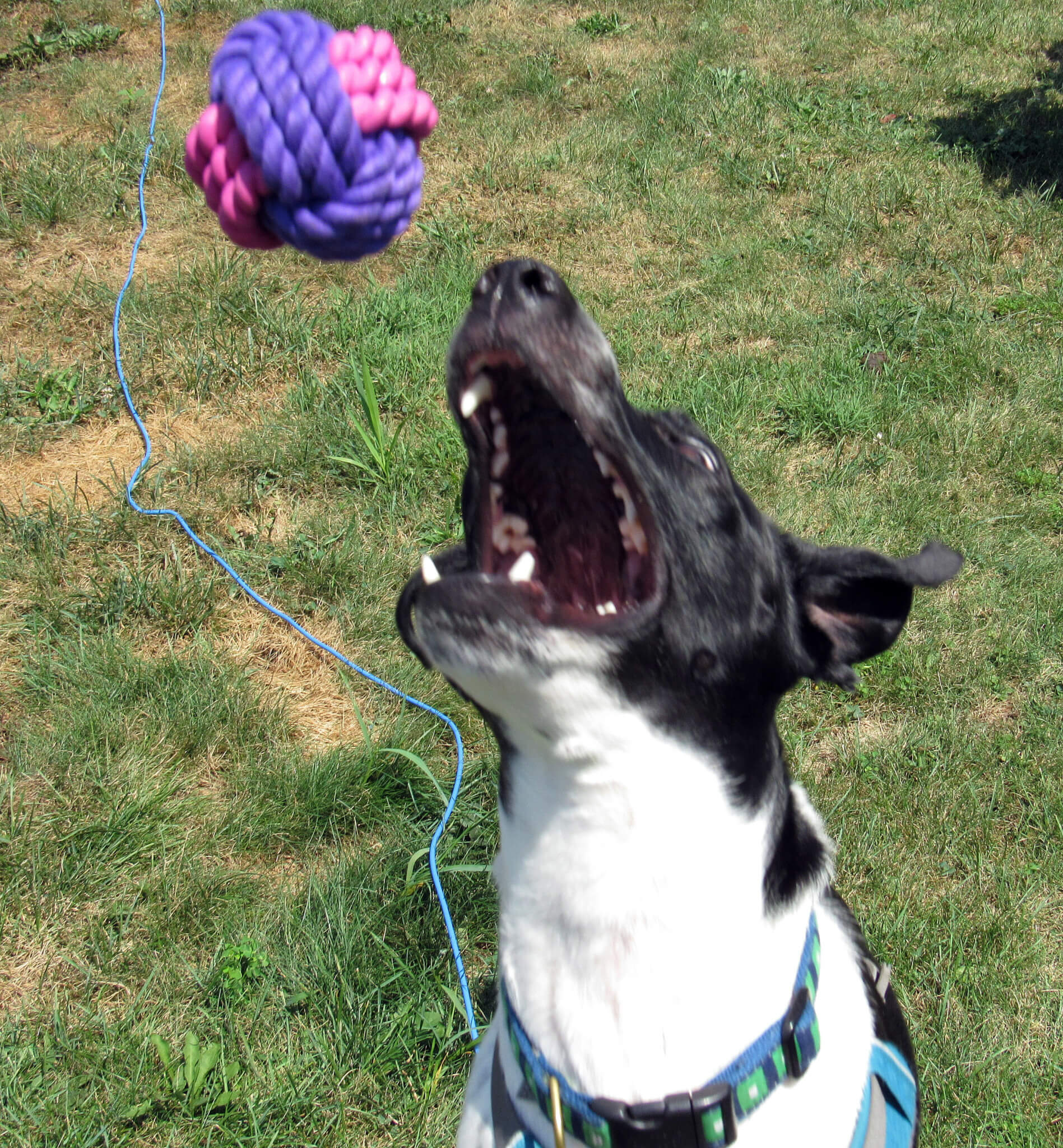 Playing catch