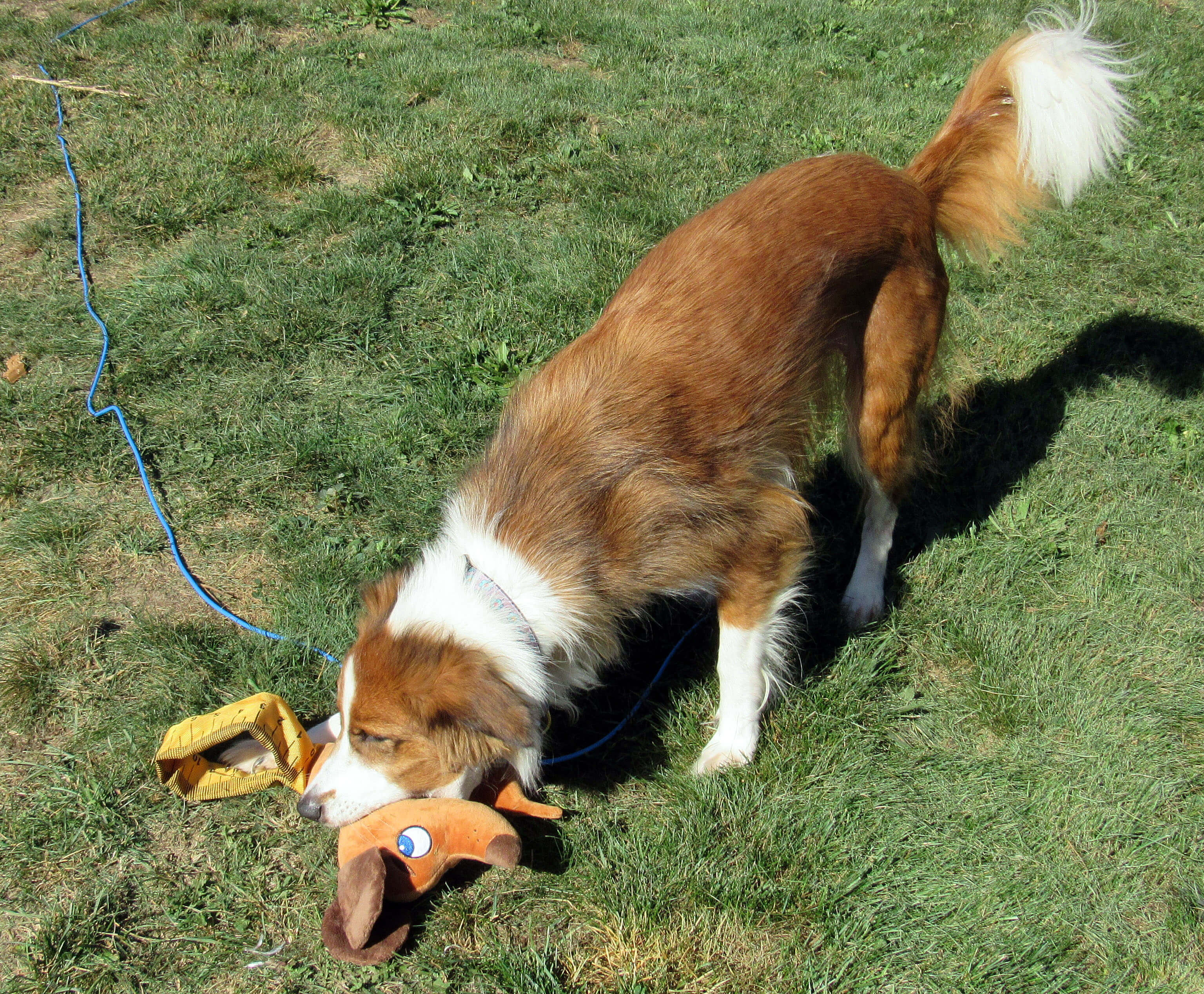 Playful